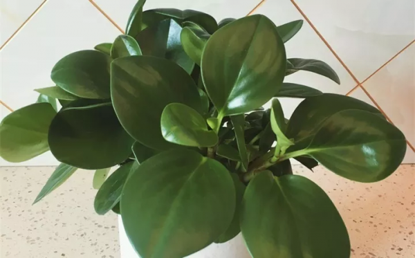 好養活的10種耐陰花卉