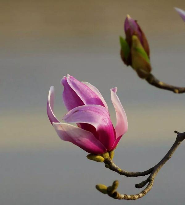 養花日常之玉蘭花