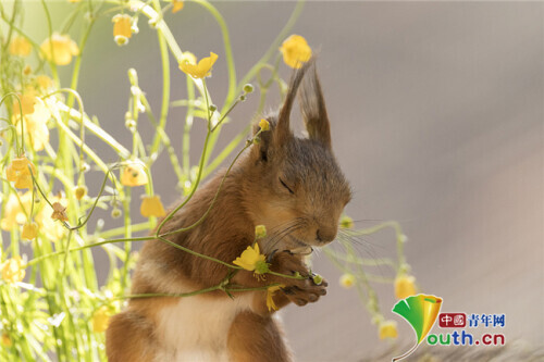 瑞典紅松鼠在花叢中玩耍 腳踩花枝化身“功夫大師” 瑞典紅松鼠在花叢中玩耍 腳踩花枝化身“功夫大師”