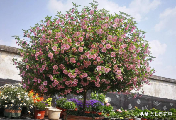 7種花很怕冷,寒露以後,早點進屋少澆水,秋末露養容易凍死 7種花很怕冷,寒露以後,早點進屋少澆水,秋末露養容易凍死