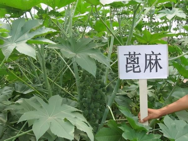 被美國列為戰略物資,我國農村常見的蓖麻,究竟有什麼用途? 被美國列為戰略物資,我國農村常見的蓖麻,究竟有什麼用途?
