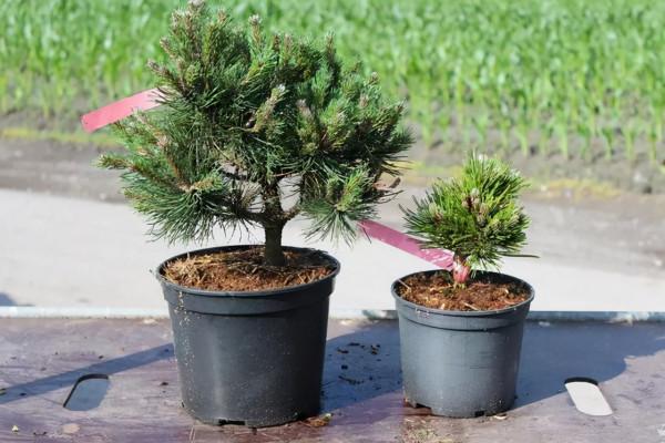 秋冬季節要為花草越冬做好準備了，16條越冬技巧，為它們保駕護航
