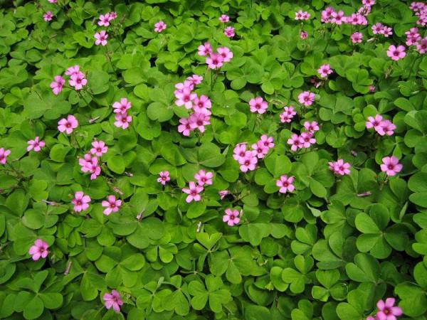 5種適合院子裡種的鋪地植物，種出來比草坪還好看