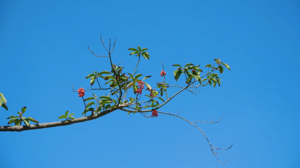 太倉的冬天，“果”然美麗