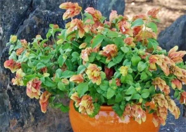 葉子發黃是什麼原因?有4個方面因素影響,所有花卉植物都一樣 葉子發黃是什麼原因?有4個方面因素影響,所有花卉植物都一樣