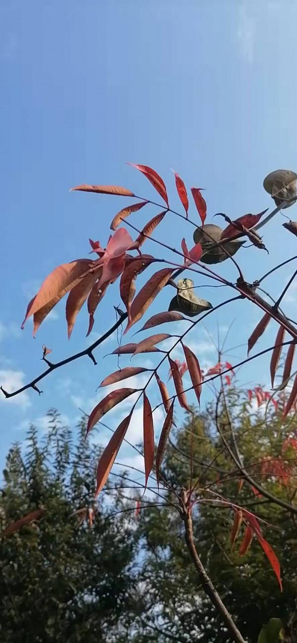 雲彩下的山城系列（九）