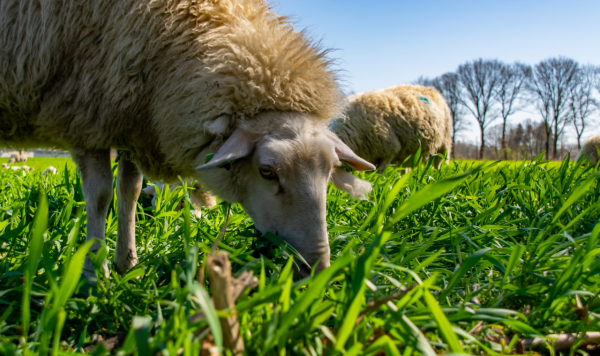 反敗為勝，敢於打逆風局的星座，富有忍耐力，有才華、有謀略