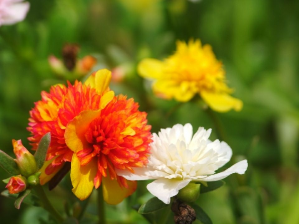 4種帶“錢”的植物，在家養招財旺運，關鍵是太好養