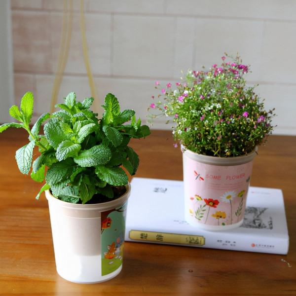 怎麼用磷酸二氫鉀養花，最大程度揮發效力？