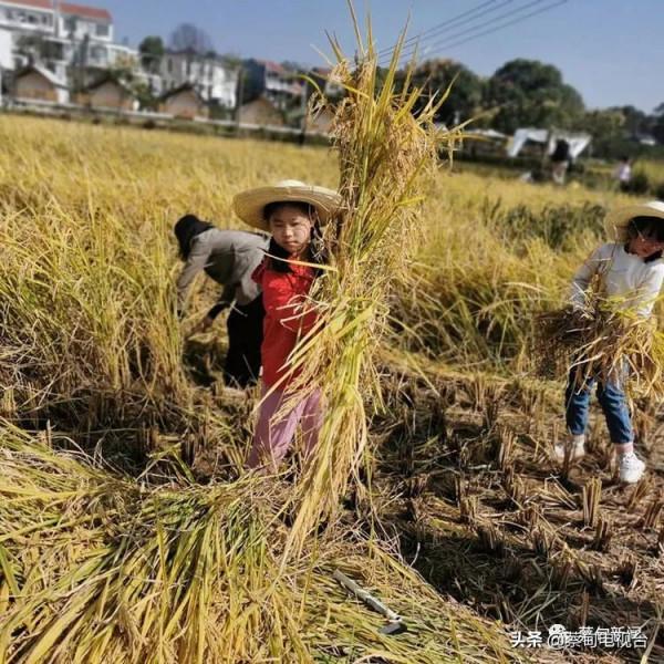 百名“小畫家”蔡甸稻田裡感知自然的魅力 百名“小畫家”蔡甸稻田裡感知自然的魅力