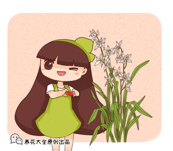 你養的未必是蘭花,種類多差別細,國蘭種類大科普 你養的未必是蘭花,種類多差別細,國蘭種類大科普