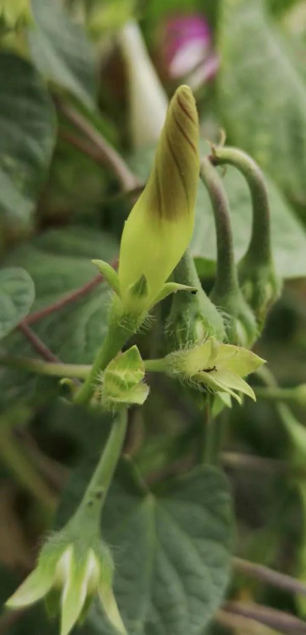 亮甲坡上牽牛花 亮甲坡上牽牛花