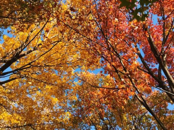 鳳凰嶺彩葉進入最佳觀賞期