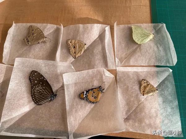 創造栩栩如生的木雕昆蟲