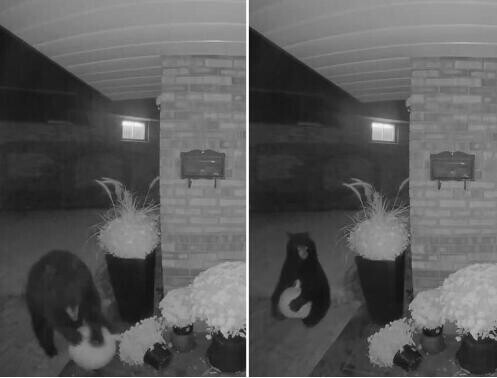 黑熊偷吃居民門口的南瓜 結果吃完還抱走一個