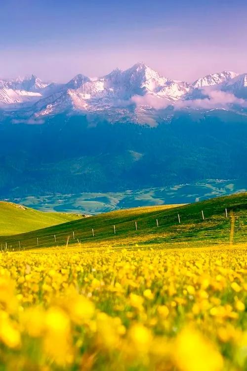 美爆了！！！雪山下的花海