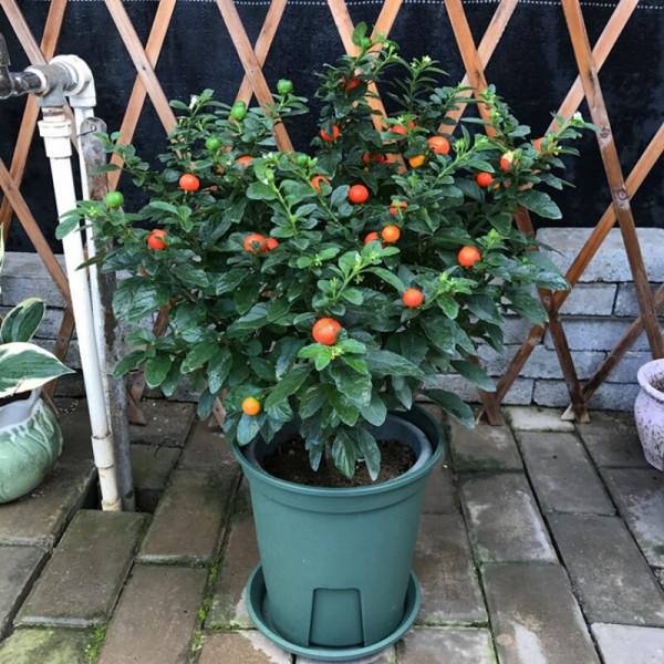 入手吉慶果，做好這4點，紅彤彤的果子像極了小燈籠，非常喜慶