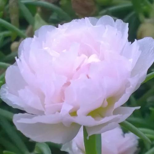 太陽花裡的翹楚一一鬆葉牡丹