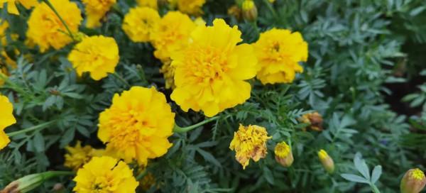 酒莊紅、萱草黃&hellip;&hellip;原來今年的秋冬流行色都在寶山這些公園裡&srarr;