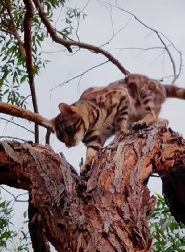 隔壁新鄰居養了三隻狗狗，每天都像痴漢一樣圍觀網友的貓，笑噴了