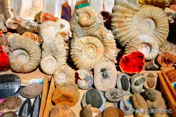 最貴的化石拍出2&period;16億，但有些&OpenCurlyDoubleQuote;化石&rdquo;並非化石