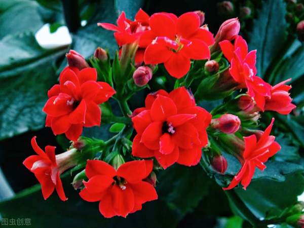 一花一世界、一佛一如來、失眠睡不好，選棵氧氣花 香豔又安神