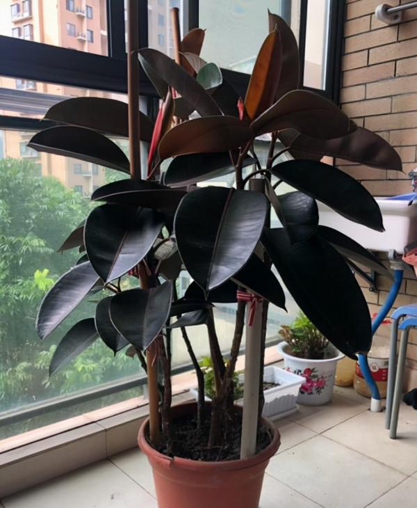 養花要施肥，養觀葉植物要用“長葉肥”，不會施肥可以選擇這幾種