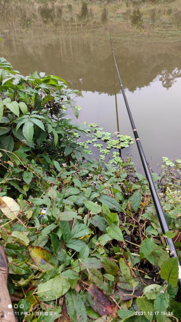 開杆即中目標大板鯽，誰料世事難如願