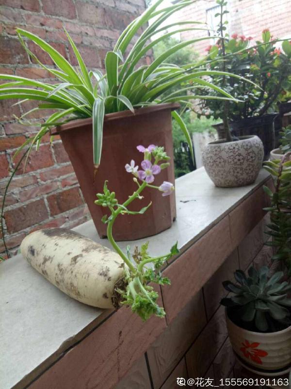 一塊生薑埋土裡,長出“姜崽芽”,兩個月能長1米高 一塊生薑埋土裡,長出“姜崽芽”,兩個月能長1米高