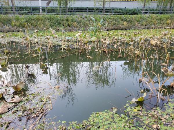 繼續門口小釣,測漢鼎真鼎溪流竿,另幾無漂相,小鉤細線調漂問題 繼續門口小釣,測漢鼎真鼎溪流竿,另幾無漂相,小鉤細線調漂問題