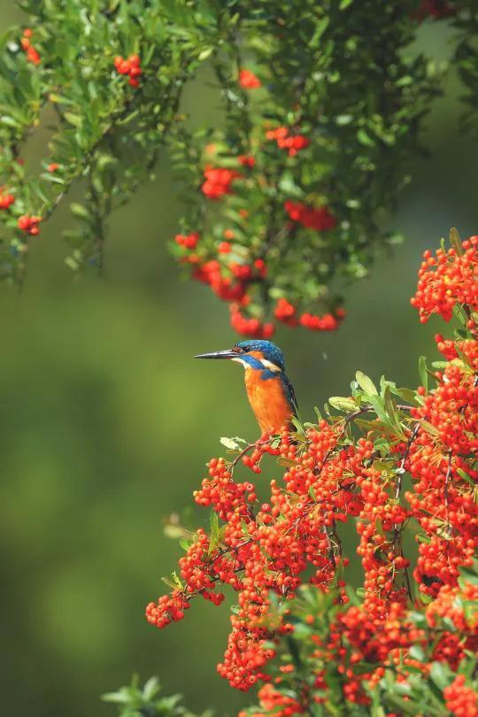 分享圖片——最美的鳥語花香集錦
