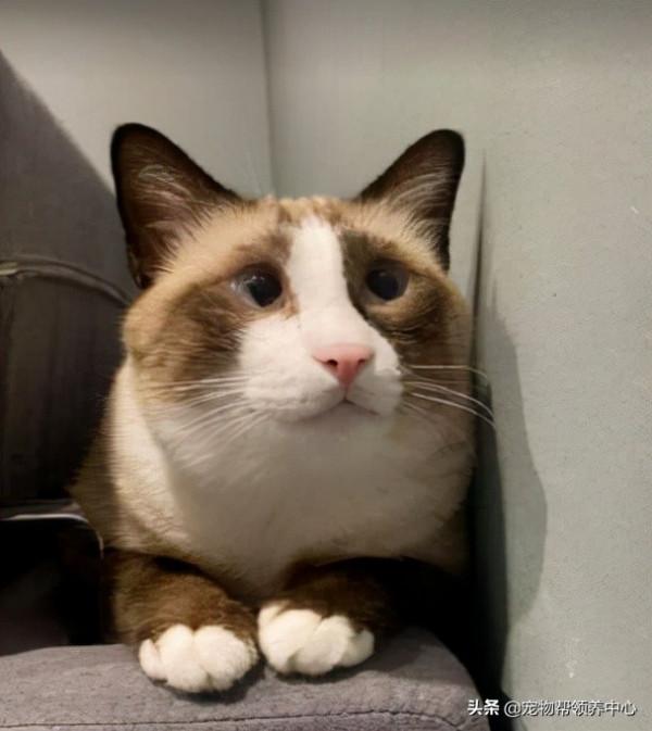 貓咪這一舉動直接整破防了!主人:我從未想過它對我的愛這麼深 貓咪這一舉動直接整破防了!主人:我從未想過它對我的愛這麼深