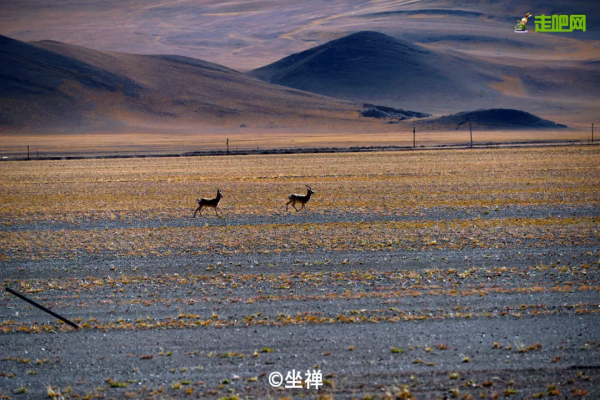 全球最美公路在中國！10065公里世界級大道，​從雪域高原到海洋