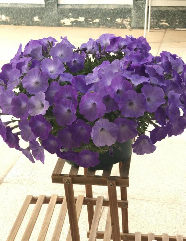 矮牽牛花，要想開花爆盆，就要大剪大修，有舍才有得