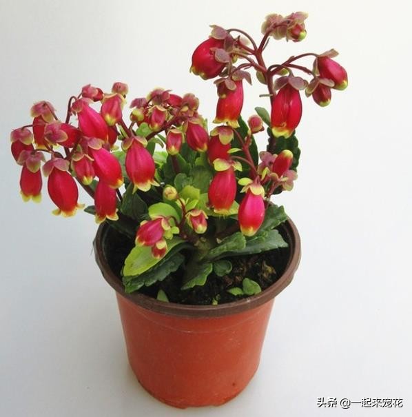 此款人見人愛的網紅花,花型獨特開花久,盆栽養護簡單,適合新手 此款人見人愛的網紅花,花型獨特開花久,盆栽養護簡單,適合新手