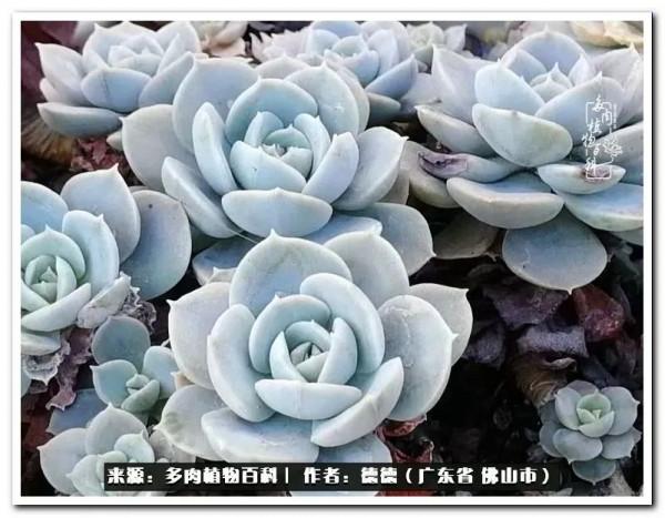 廣東的多肉陽臺:生命不息,折騰不止 廣東的多肉陽臺:生命不息,折騰不止