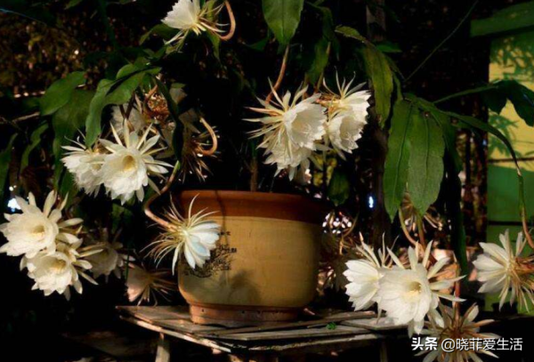 “人養花，花也養人”，6種吉祥花，開花美麗，“養人”又旺家