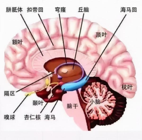 硬核科普:為什麼只有人類進化出高度發達的大腦? 硬核科普:為什麼只有人類進化出高度發達的大腦?