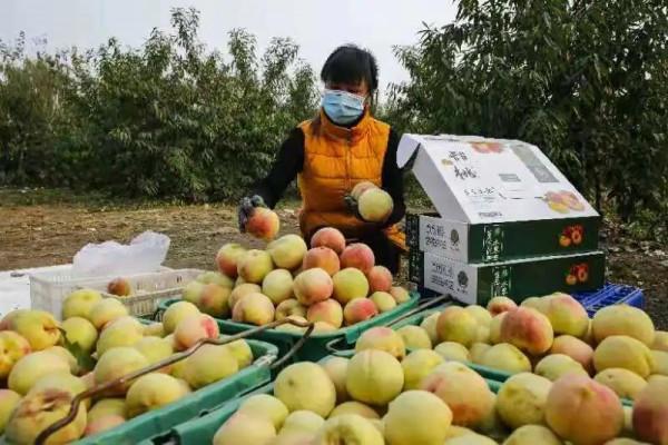 創業致富有奔頭！“家庭農場”為鄉村振興注入新活力