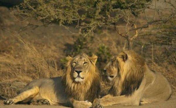 特有動物之印度(一) 特有動物之印度(一)