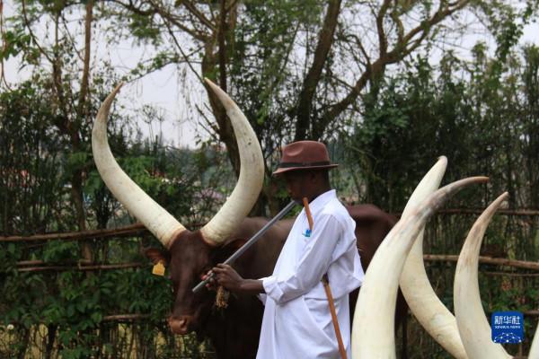 盧安達長角“神牛” 盧安達長角“神牛”