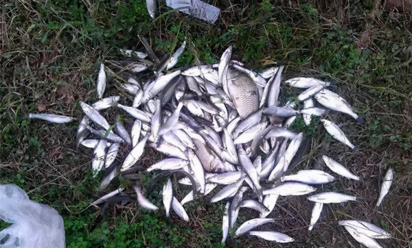 弄明白不同的魚泡代表什麼意義,水面下有什麼魚,一目瞭然 弄明白不同的魚泡代表什麼意義,水面下有什麼魚,一目瞭然