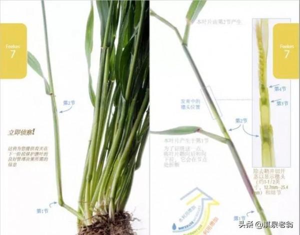 小麥矮稈品種就一定能抗倒?我有不同意見 小麥矮稈品種就一定能抗倒?我有不同意見