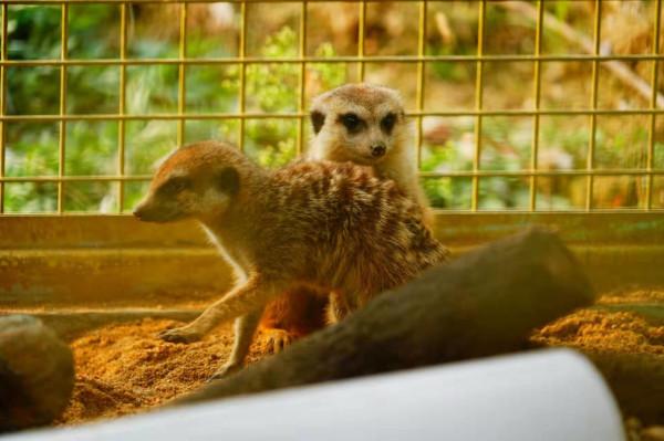 打洞怪出沒！武漢動物園來了兩隻&OpenCurlyDoubleQuote;丁滿&rdquo;