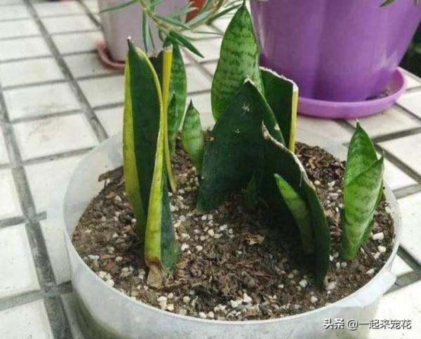 4種花別再花錢買，給鄰居討個枝插土裡，20天就能長出大白根