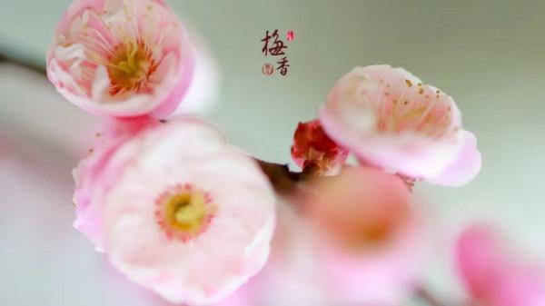松江這片梅花園，開得太美了