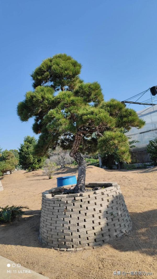 陳村花卉小鎮一遊