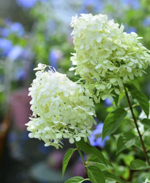 “27種”耐寒的花，好養不怕冷，低溫也能開花