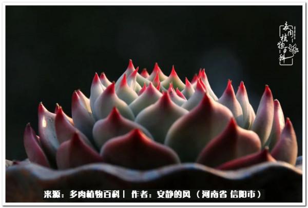 陽臺多肉黨的幸福生活 陽臺多肉黨的幸福生活