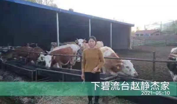 “鄉村振興，萬戶建立”——“農創杯”肉牛養殖科技示範戶已經產生啦！